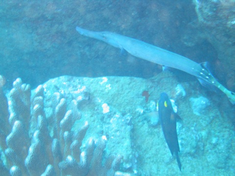 Trumpet fish