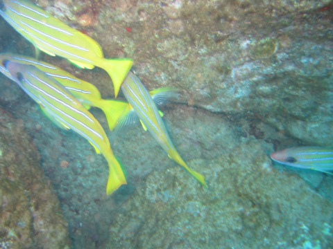 Yellow fish
