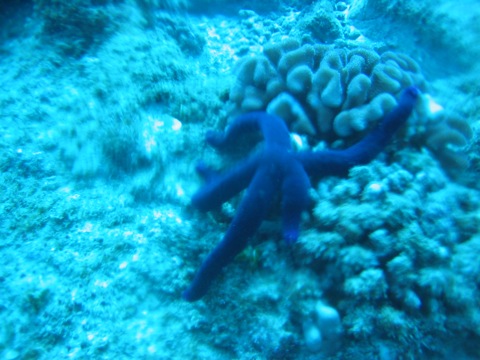 Purple velvet starfish