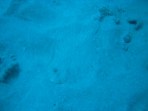 Halibut hidden in the sand