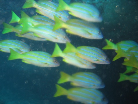 School of yellow fish