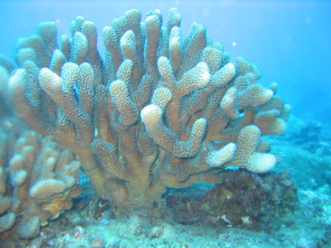 Coral