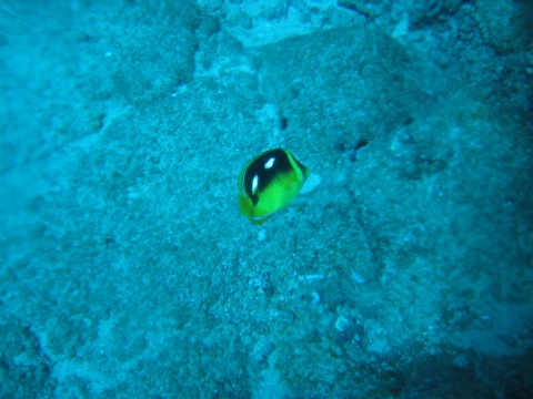 Yellow butterflyfish