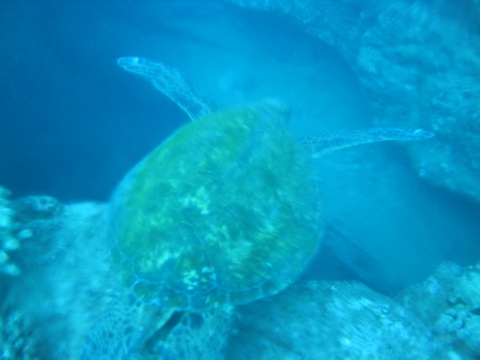 Gliding turtle