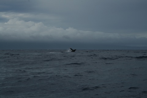 Humpback whale