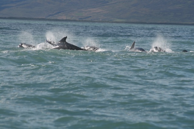 Huge family of Long-finned Pilot Whales