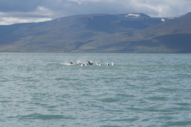 Long-finned Pilot Whales