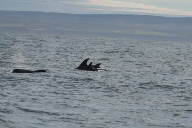 White-beaked dolphins!