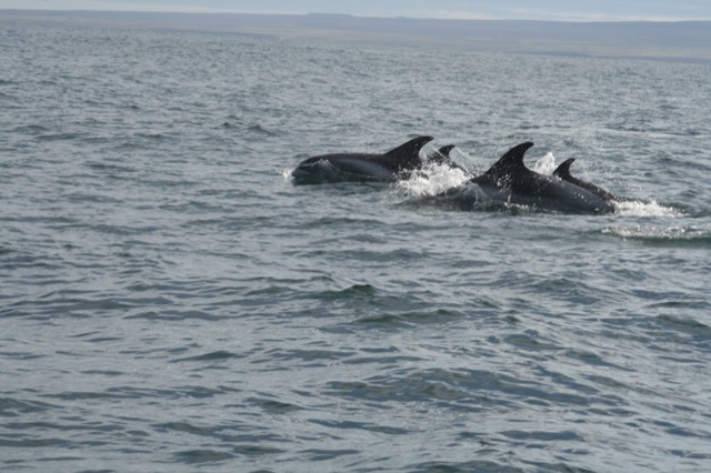 White-beaked Dolphin Pod