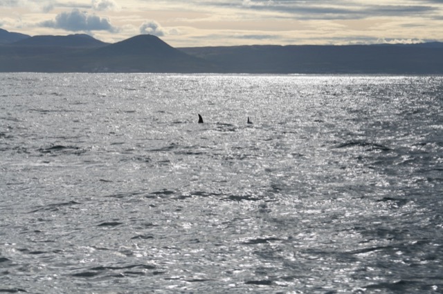 Common Minke Whales (I think)