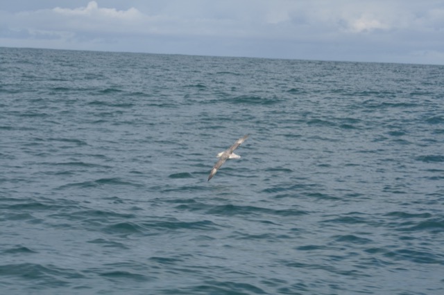 Arctic Tern (compare to the Antarctic Terns we saw in Antarctica)
