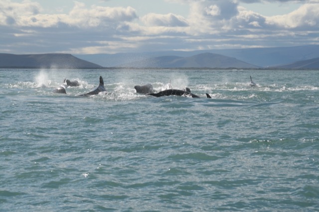 Long-finned Pilot Whales