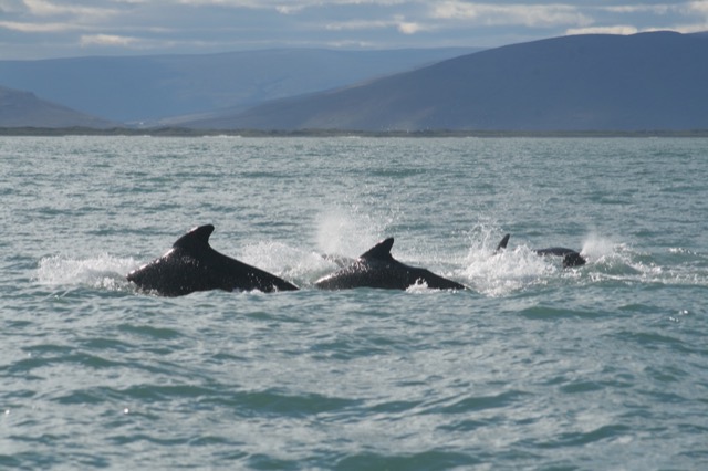 Long-finned Pilot Whales