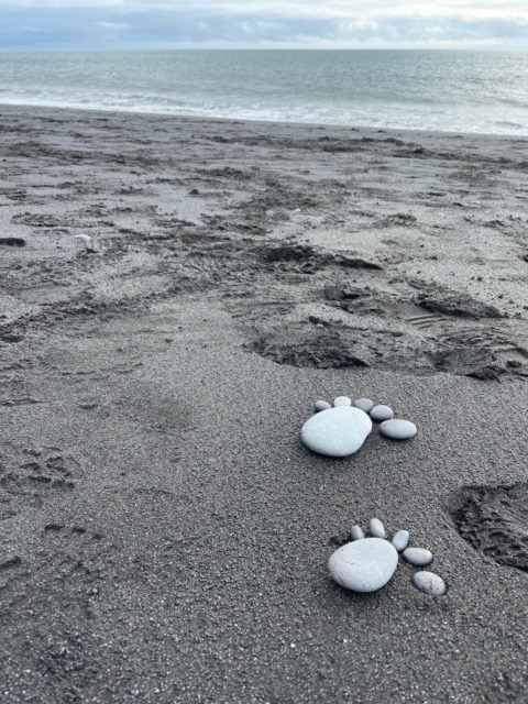 Paw prints on the Reynisfjara Beach