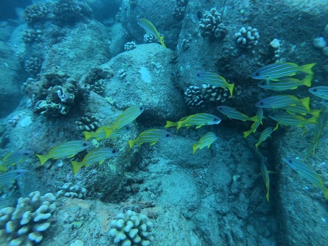 School of Bluestriped Snappers