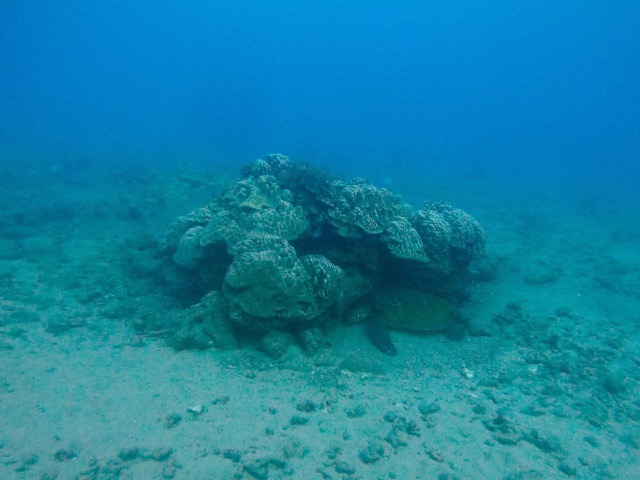 Hawaiian Green Sea Turtle