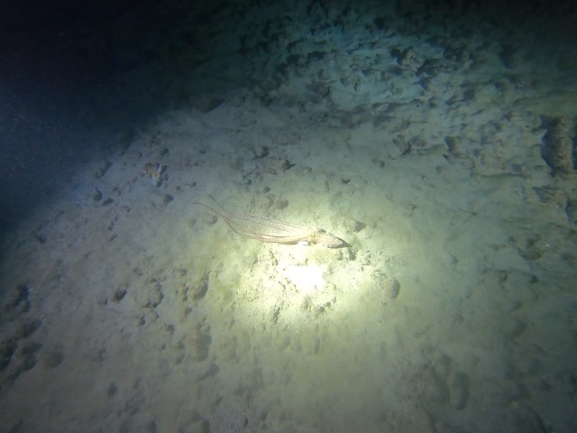 Night Octopus (Callistoctopus ornatus)