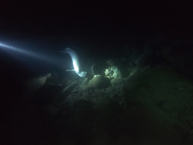Hawaiian Monk Seal, fishing at night