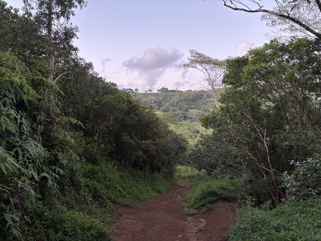Hiking up the Okolehao Trail