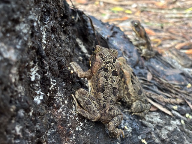 Tree frog along the trail, first spotted by James