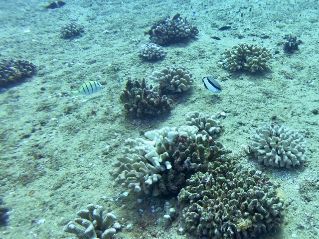 Bandit (or Banded) Angelfish