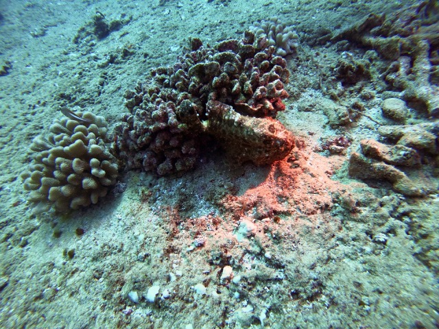 Frogfish hiding in the coral