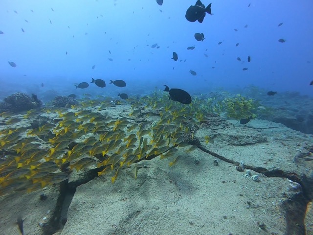 Bluestripped Snapper, drifting