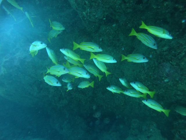 Bluestriped Snapper