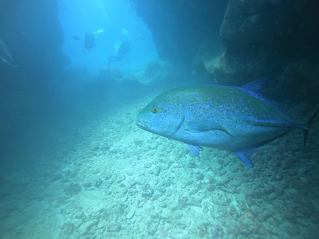 Bluefin Trevally or Bluefin Jack
