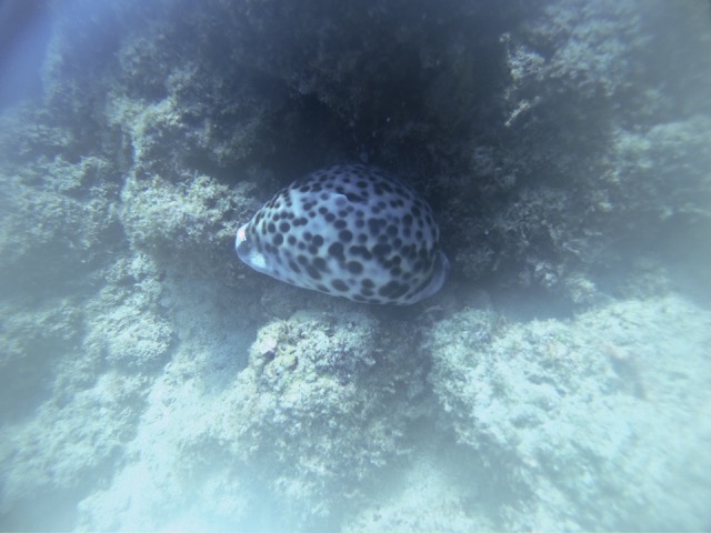Tiger Cowrie