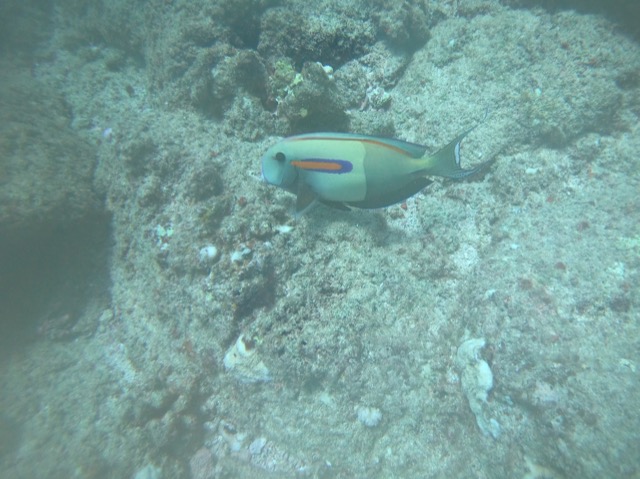 Orange-band Surgeonfish (Acanthurus olivaceus)