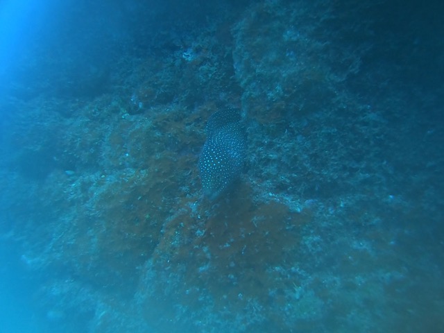 Whitemouthed Moray Eel