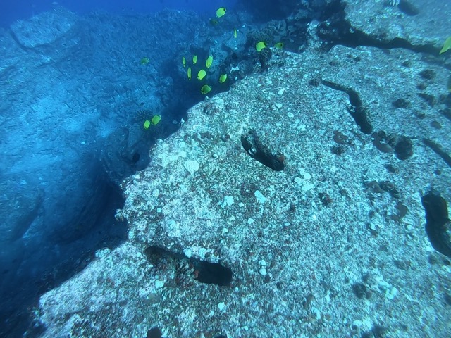 Whales singing while Milletseed Butterflyfish (Lau Wiliwili) swim around