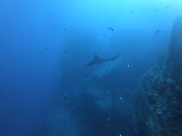 Sandbar Shark while a Humpback Whale sings off in the distance