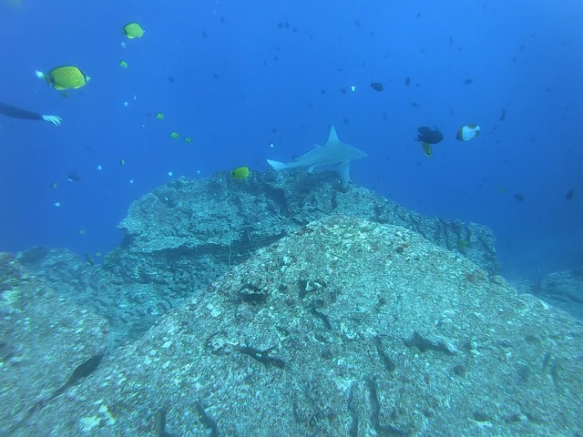 Sandbar Shark