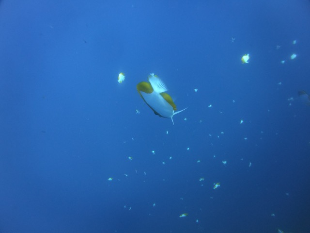 Pyramid Butterflyfish or Deep Water Diamond Butterflyfish (Hemitaurichthys polylepis)