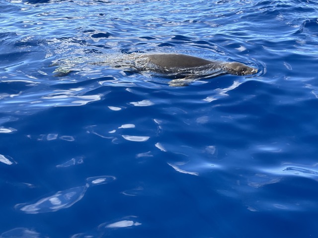 Hawaiian Monk Seal at the surface