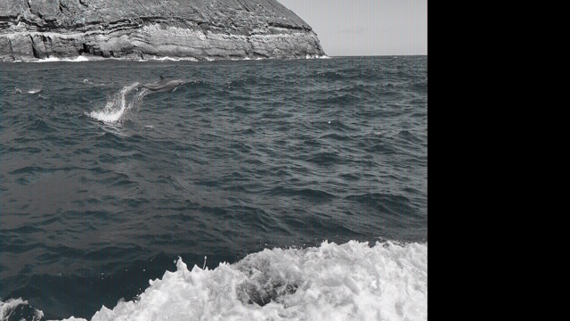 Dolphins outside of Ni'ihau