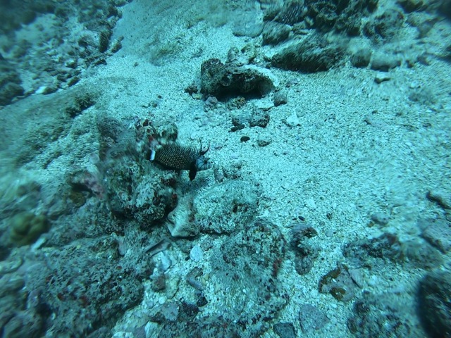 Rockmover Wrasse or Dragon Wrasse (Novaculichthys taeniourus)