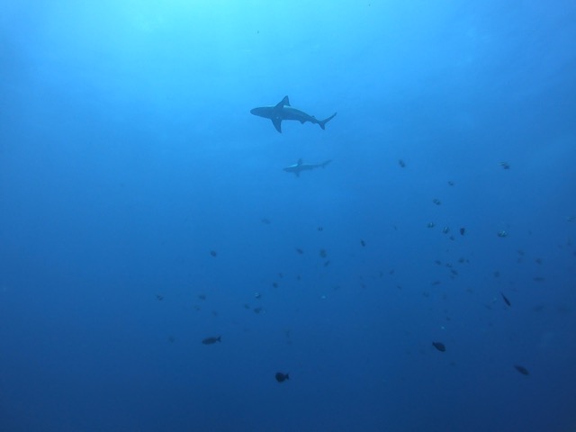 Two Sandbar Sharks