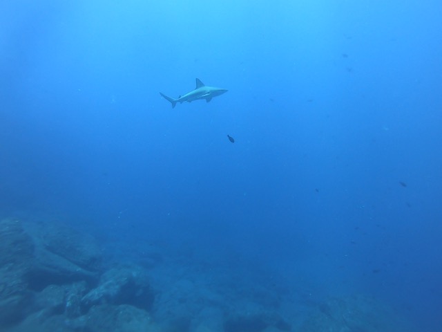 Sandbar Shark