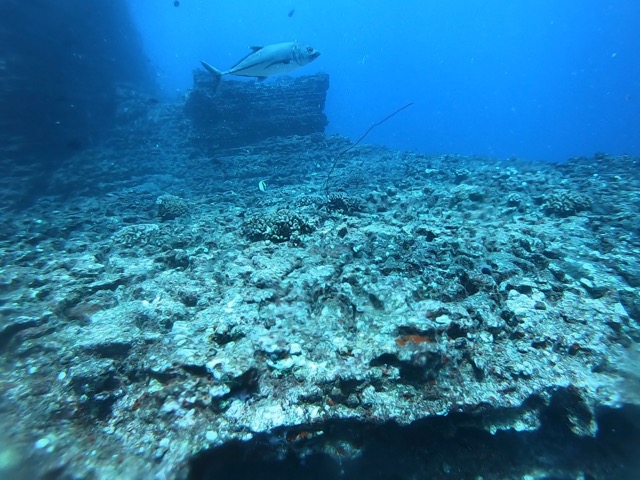 Black Trevally (I think)
