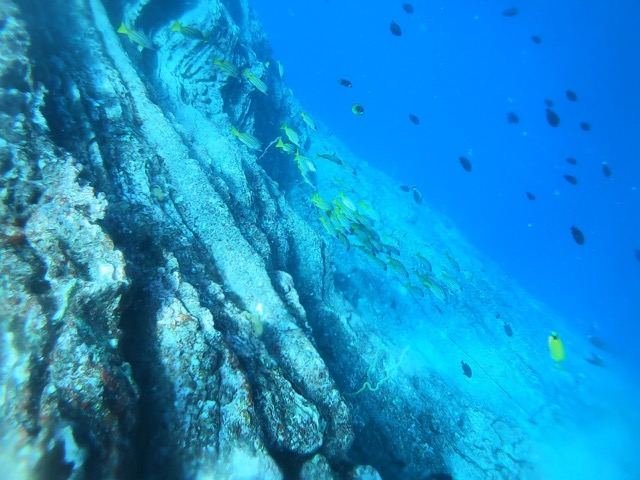 Ni'ihau Neon Cave Dive site with Bluestripped Snapper