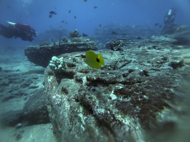 Milletseed Butterflyfish on the Lehua Ledge