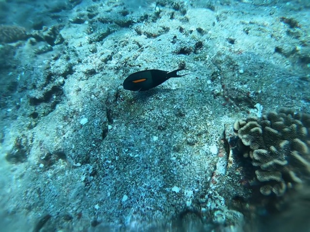 Orange-band Surgeonfish at the Lehua Ledge