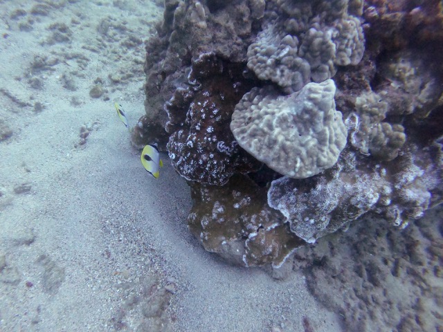 Shallow Water Teardrop Butterflyfish