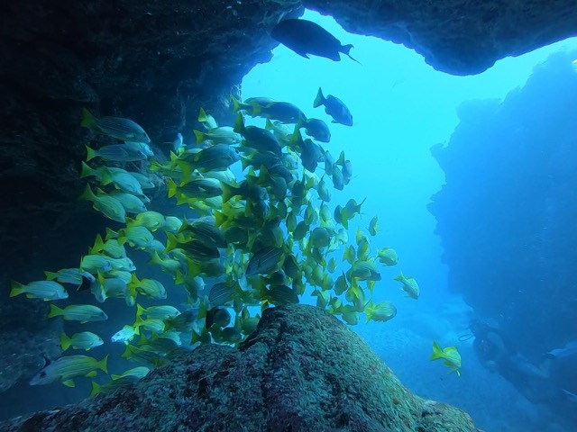 Bluestripe Snappers at the Sheraton Caverns