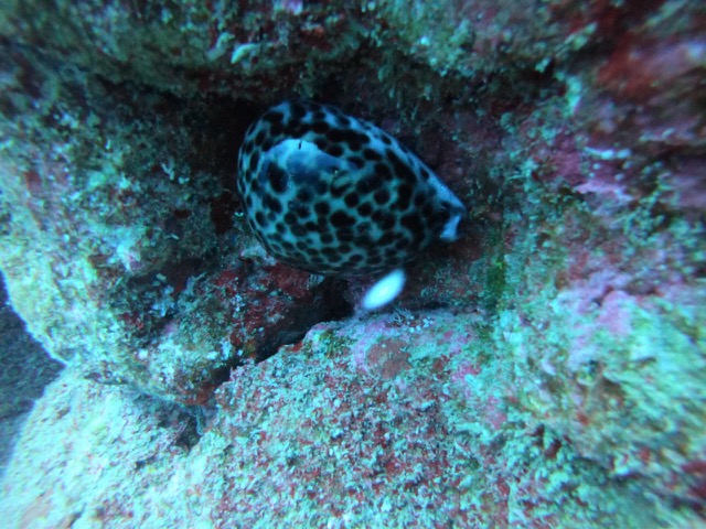 Hawaiian Tiger Cowry