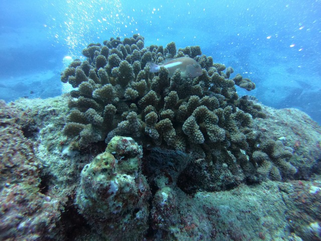 Fish hanging out in the corral