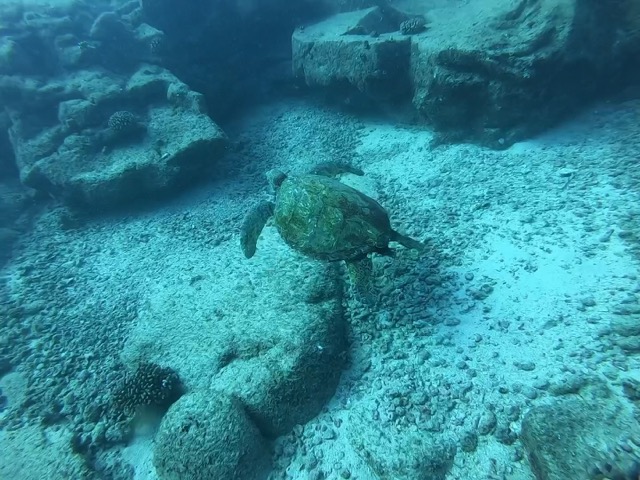 Green Sea Turtle